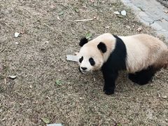 -卧龙中华大熊猫苑神树坪基地