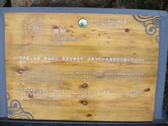 景点-大阳山国家森林公园