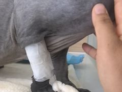 -达爱动物医院·犬猫分区·CT·复杂眼科(远洋山水分院)