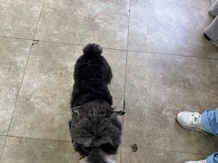 -美联众合动物医院·24h转诊中心