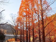 -白水寺森林公园
