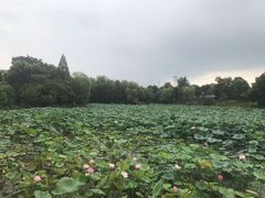 -桃花岛景观公园