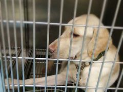 -仁华宠物医院(青羊店)