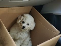 -博特宠物医院24h犬猫全科.骨科·异宠