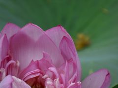 -陈家山荷花公园