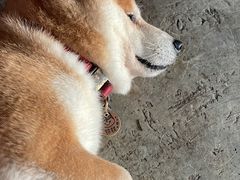 -柴犬高等学院·狗咖·柴犬售卖·宠物训练