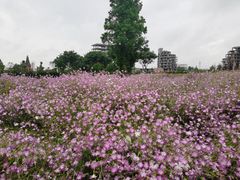 -歌斐颂巧克力小镇