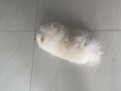 -乐琪宠物医院·犬猫专科·骨外科·急重症