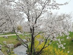 -羊山湖公园