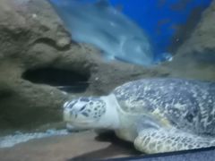 -大连圣亚海洋世界