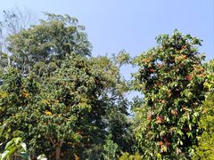 -中国科学院西双版纳热带植物园