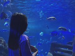 -江和美海洋公园