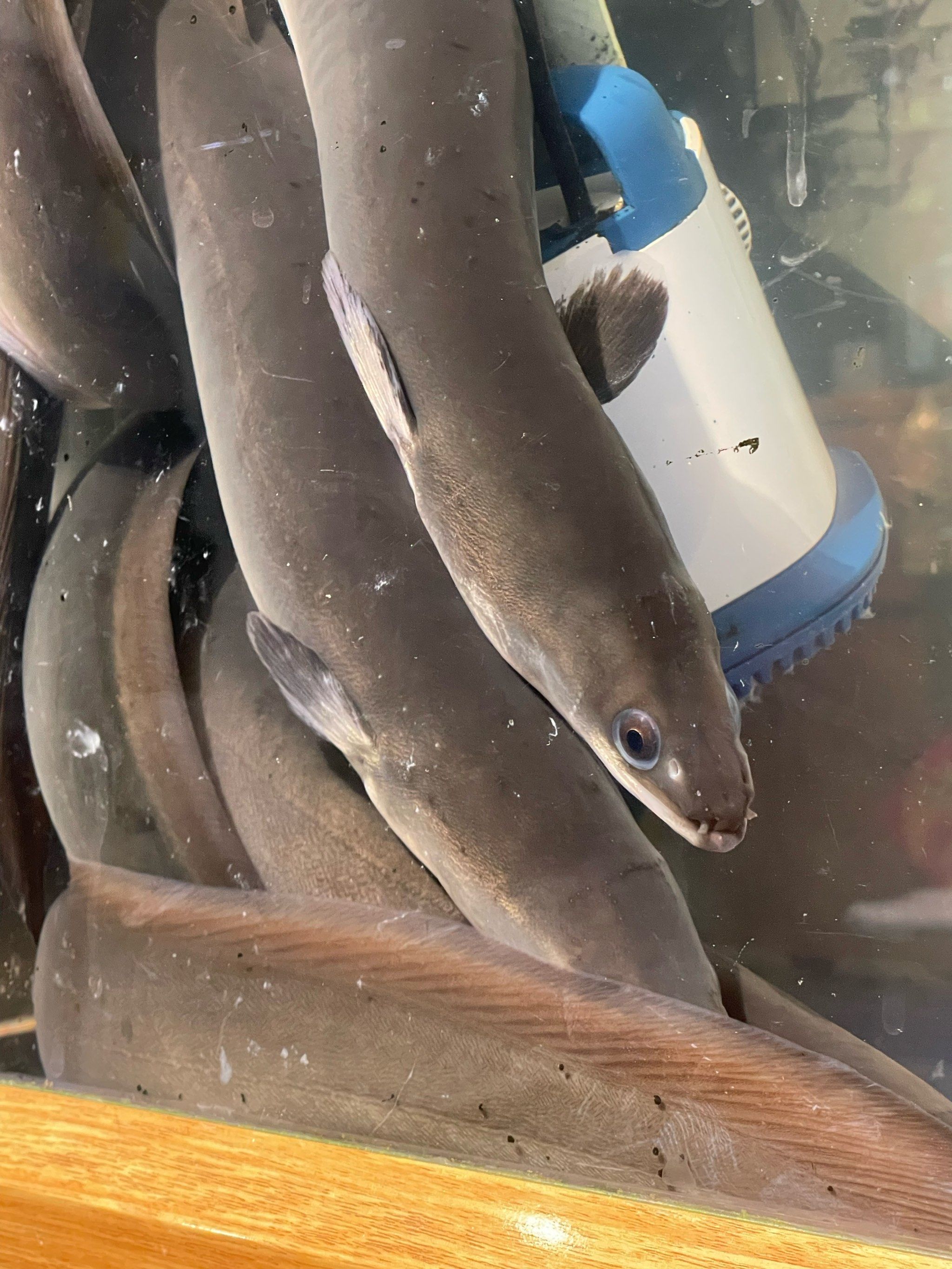 🔥在南山!新鲜活鳗鱼也是让我吃到了!