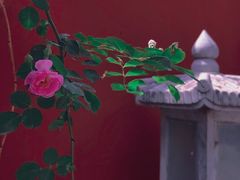 -北京石刻艺术博物馆(五塔寺)