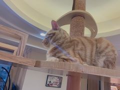 -滚猫咖啡·猫咖·猫友好撸猫(未来城店)