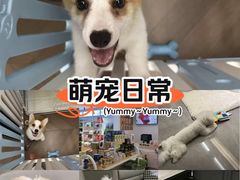 -翊宠yipet猫狗购宠庄园犬舍•猫舍