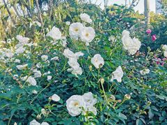 -人民公园(罗湖区)