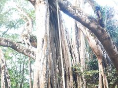 -瑞丽独树成林风景区