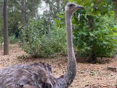 -大连森林动物园