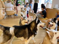 -Husky Go! 哈士奇体验馆·宠物咖啡厅狗咖