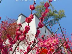 -龙华寺