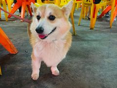 -亚一荔枝柴烧鸡(仙葫店)