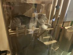 -Mr.Fox狐狸先生超级密室(南山店)