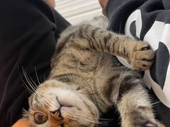 -瑞派康怡24h宠物医院·犬猫医疗中心·微创绝育(瑞景分院)
