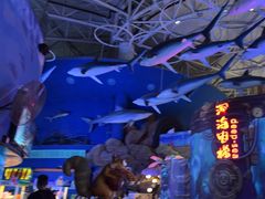 -烟台海昌鲸鲨海洋公园