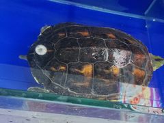 -活鱼馆(宜兴埠店)