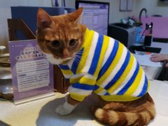 -宠爱国际动物医院· 猫科· 外科·中兽医(长白店)