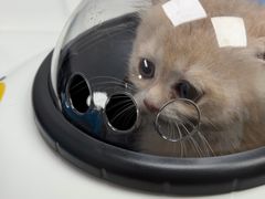 -博特宠物医院24h犬猫全科.骨科·异宠