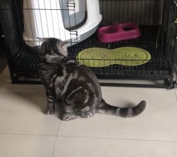 -幸运7纹身刺青Lucky7tattoo