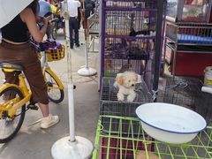 -哈尔滨道外花鸟鱼市场