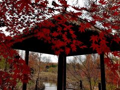 -东平国家森林公园