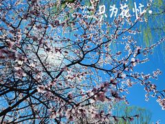 -朝阳公园