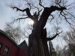 -晋祠公园