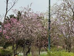 -海珠湖公园