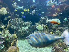 -西雅图水族馆