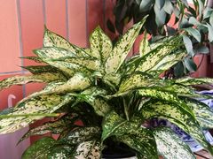 -双季花艺园艺市场(浦东店)