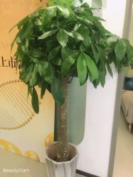 -联合丽格·张菡丽格医疗美容