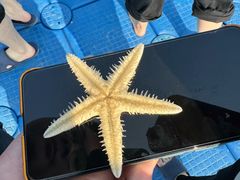 -惠州金海湾嘉华度假酒店