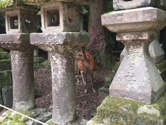 -奈良公园