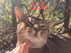 -喵屿·大理花园猫咖