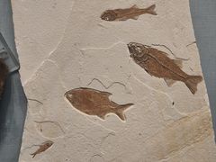 -湖南省地质博物馆