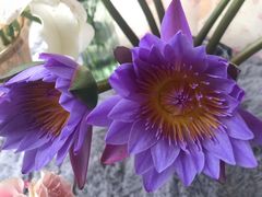 -双季花艺园艺市场(浦东店)