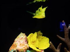 -上海海洋水族馆