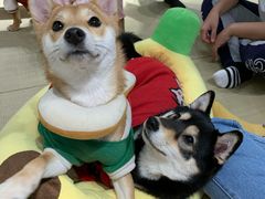 -逗柴咖啡屋·狗咖猫咖宠物桌游