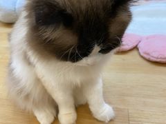 -小小班私人影院·猫咖(万达茂广场店)