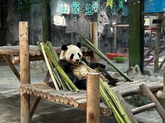 -栾川竹海野生动物园